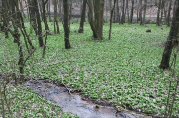 JE TU JAR A OPÄŤ SA ZMEDVEDIEVA!